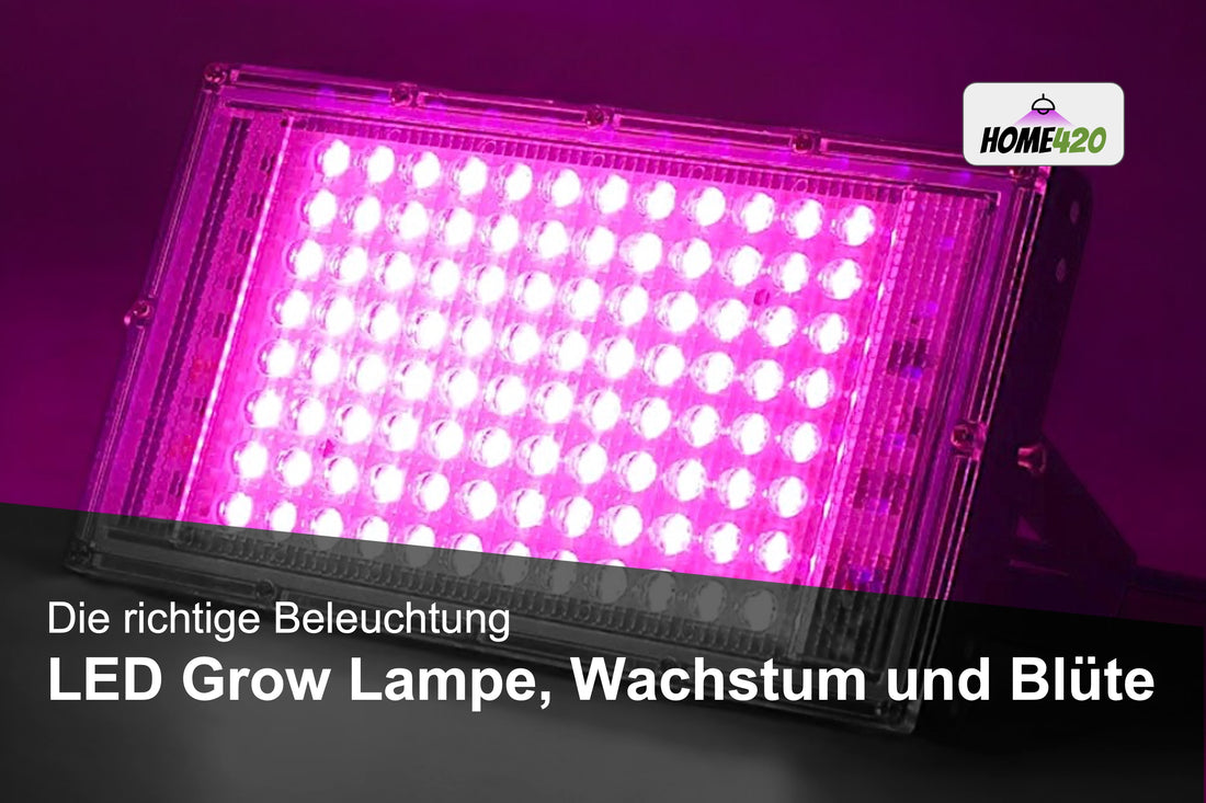 LED Grow Lampe, Wachstum und Blüte