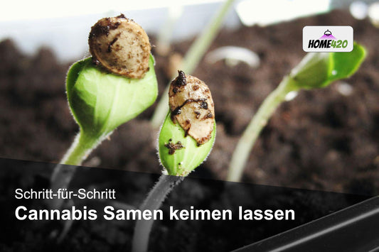 Keimende Cannabis Samen in Erde