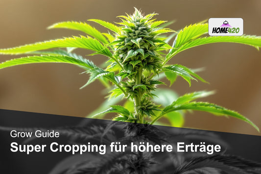 Wie man Super Cropping beim Cannabisanbau für höhere Erträge nutzt