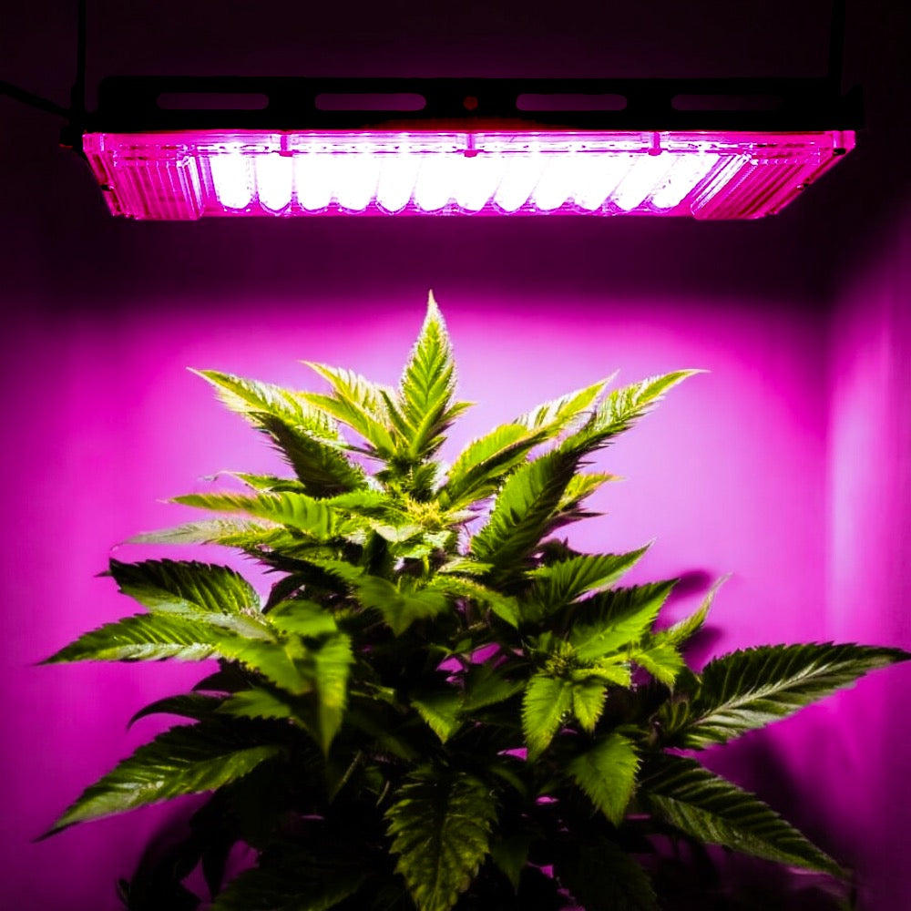 Home420 Cannabis Grow Lampe beleuchtet Cannabis Pflanze mit lila Licht